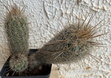 Cactus Turbinicarpus (