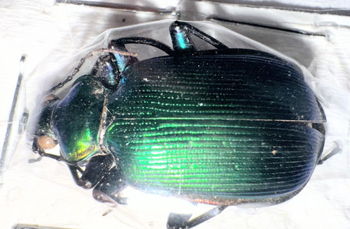 Carabidae calodrepa - carabidae,