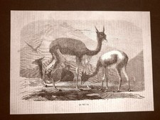 Incisione del 1865 Vicuna, vicugna vicugna, vigogna camelide che vive sulle Ande