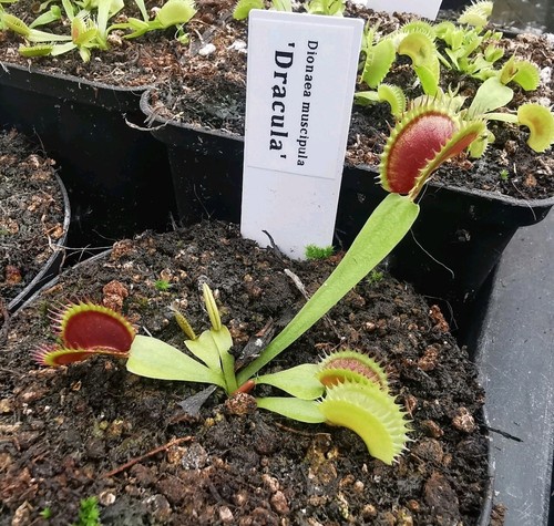 Dionaea muscipula dracula - muscipula, "dracula"