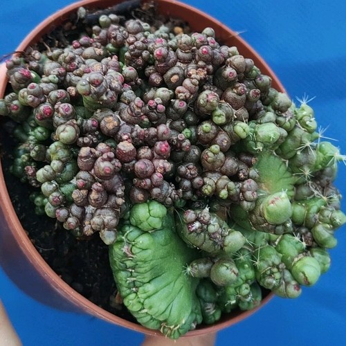 Mammillaria fred f - cv.,