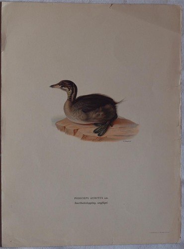 Cromolitografia uccelli birds - cromolitografia,