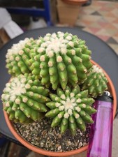 Echinocactus grusonii inermis cactus