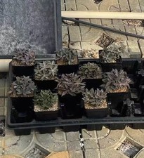 Vaso 4/10 pezzi 6,5 cm raro