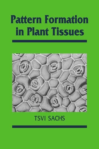 Pattern formation in plant - formation,