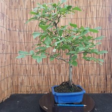 Bonsai di Carpino Bianco h 60cm Visita il mio negozio!