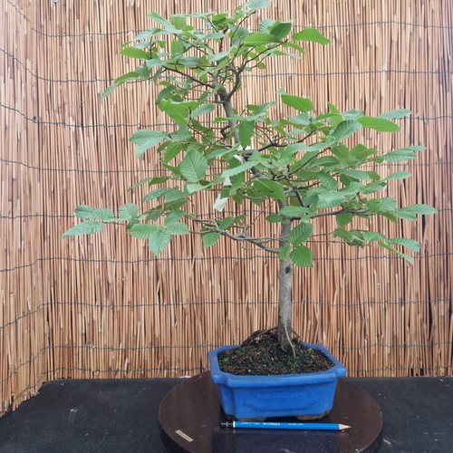 Bonsai carpino bianco h - di,