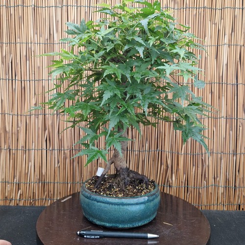 Bonsai acero yamamomijii h - acero,