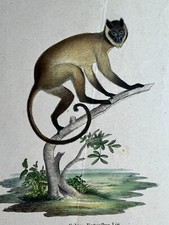 Litografia colorata a mano su