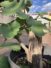 Bonsai - Pre bonsai Fico Da