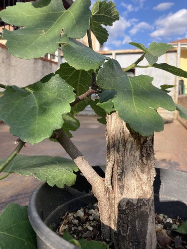 Bonsai pre fico - bonsai,