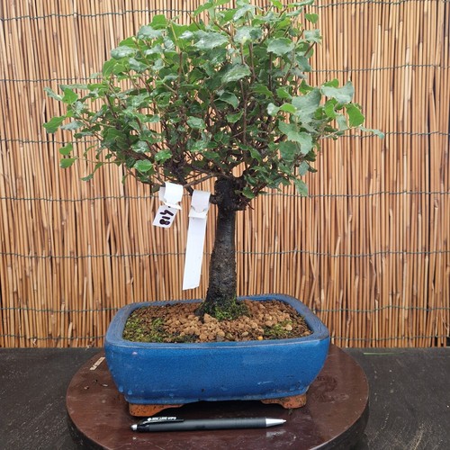 Bonsai quercia sughero h - di,