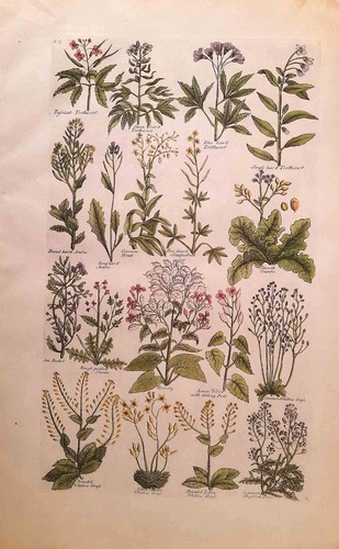 Stampa antica botanica erbario - antica,