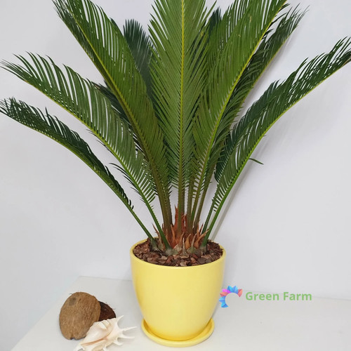Seme cycas revoluta re - 1,