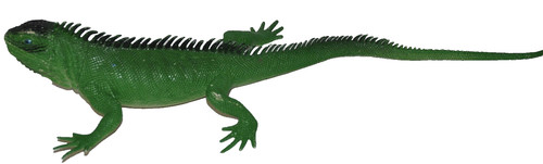 Iguana gomma lunghezza - gomma,