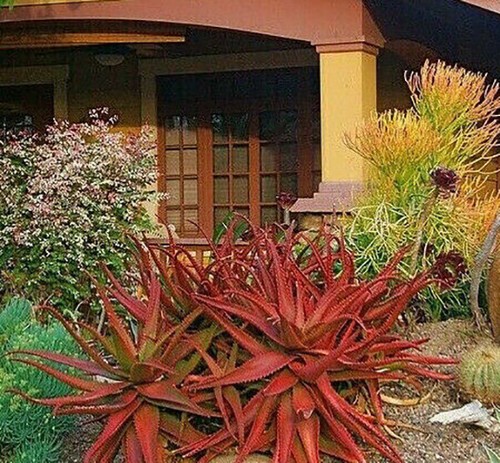 Aloe cameronii - -, vera