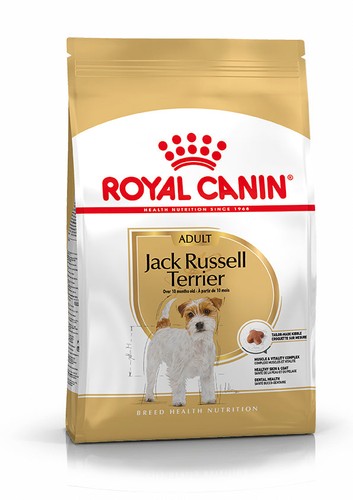 Jack russell terrier adulti - terrier,