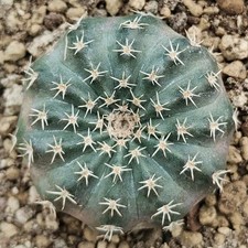 Echinocereus pulchellus POT 6
