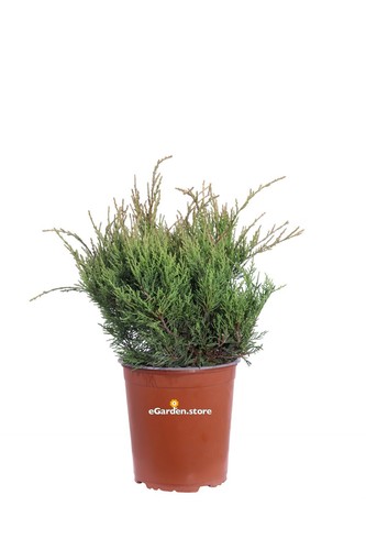 Pianta ginepro juniperus - ginepro, x