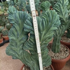 Mirtillocactus Crestato 