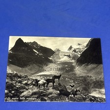 LE NOSTRE BELLE MONTAGNE - Cartolina Bianco e Nero