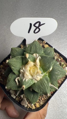 Succulenta autoradicata