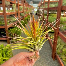 Fasciculata X Kolbii Air Plant