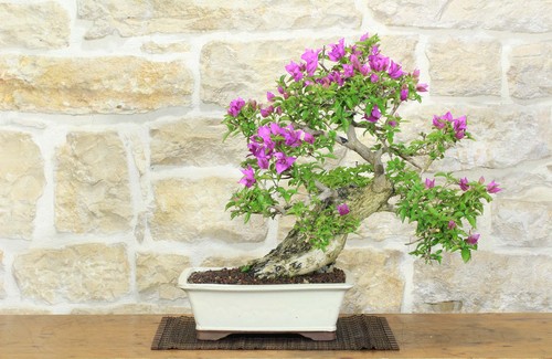 Bonsai bougainvillea - bonsai,