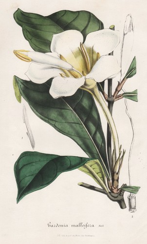 Gardenia malleifera - malleifera,