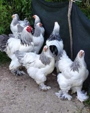 Uova feconde Di Brahma