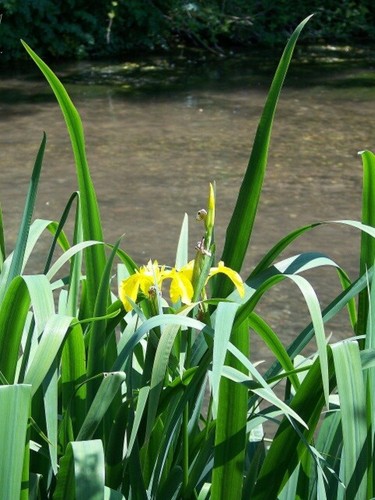 Photo 6x4 iris pseudacorus - photo,