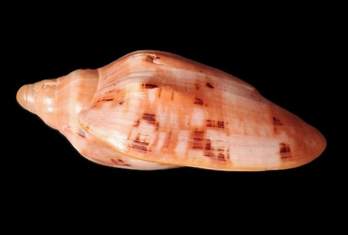 Collectives shell voluta - collectives,