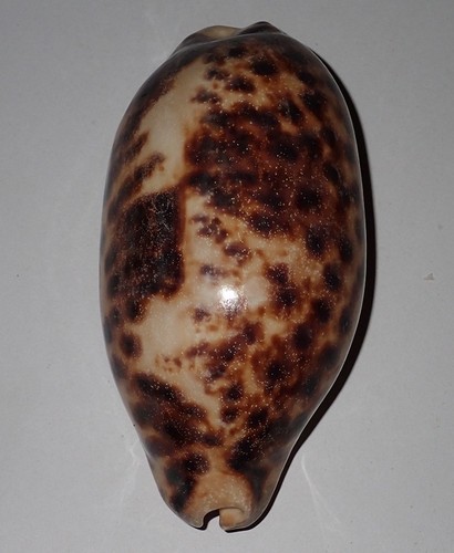 120 enorme cypraea - mm,