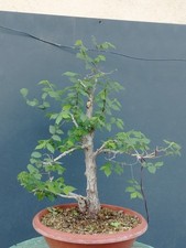 Bonsai Carpino Bianco 50x10cm