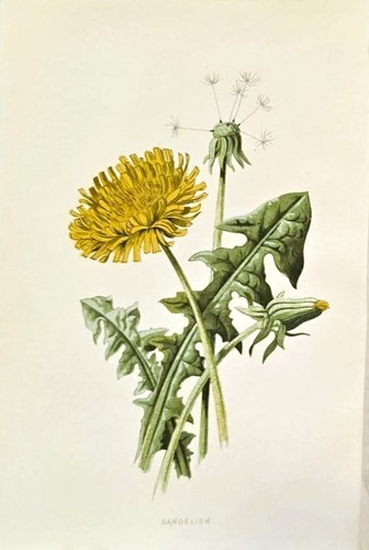 1890 dente leone - 1890, antica