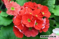 Primula Rossa – 30 Semi –