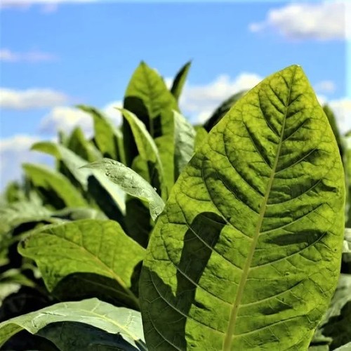 Burley tobacco 500 seeds - tobacco,