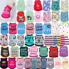 Dolce animale domestico gatto