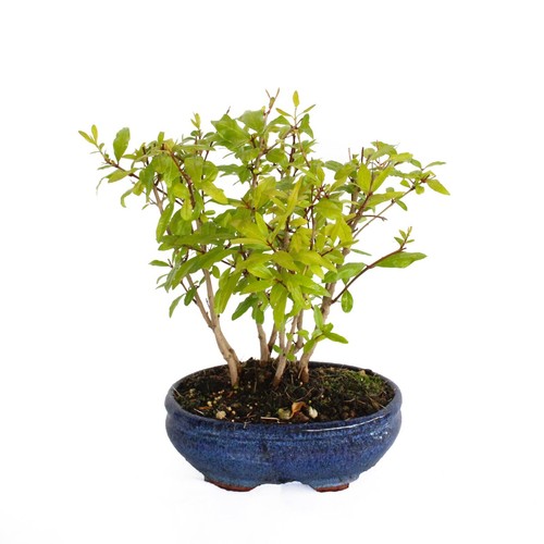 Bonsai melograno - bonsai,