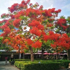 Delonix Regia Flanboyant Albero Del Fuoco 10 Semi Alta Germinabilita