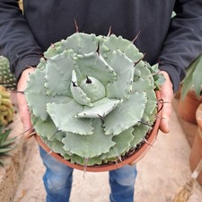 Agave potatorum (Mexico)