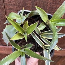 Six americana agaves - americana,