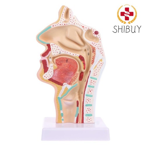 Anatomia anatomica umana