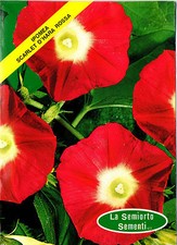 30 Semi/Seeds IPOMEA Scarlet