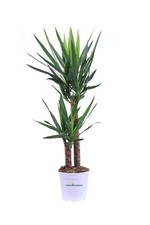 Pianta yucca elephantipes - pianta,