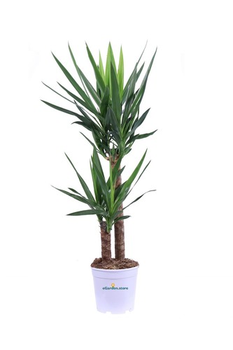 Pianta yucca elephantipes - di,