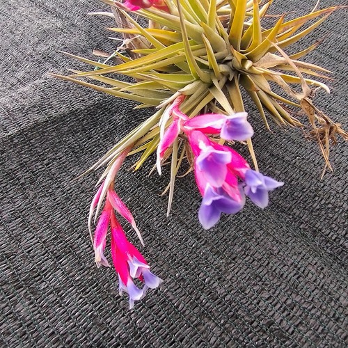 Tillandsia aeranthos pianta - aeranthos,