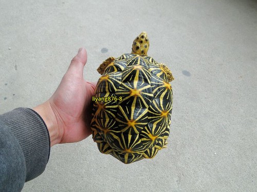 Geochelone elegans modellino - geochelone,