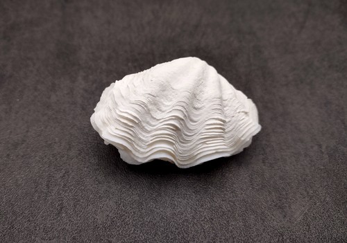 Piccola conchiglia derasa clam - piccola,