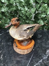 Anatra alzavola (Anas crecca)